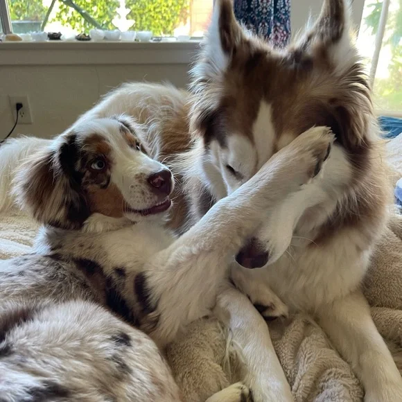 Meet your Posher, Brodie Sky🐾 - Picture 9 of 12